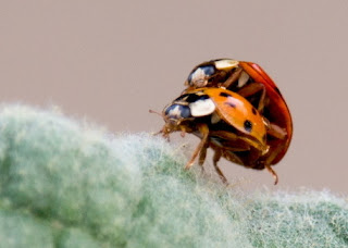 coccinelles accouplement