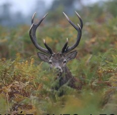 cerf