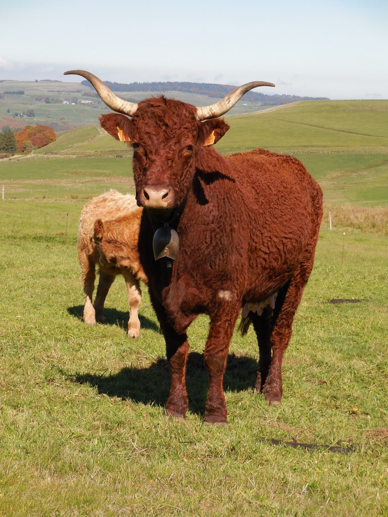 vache salers