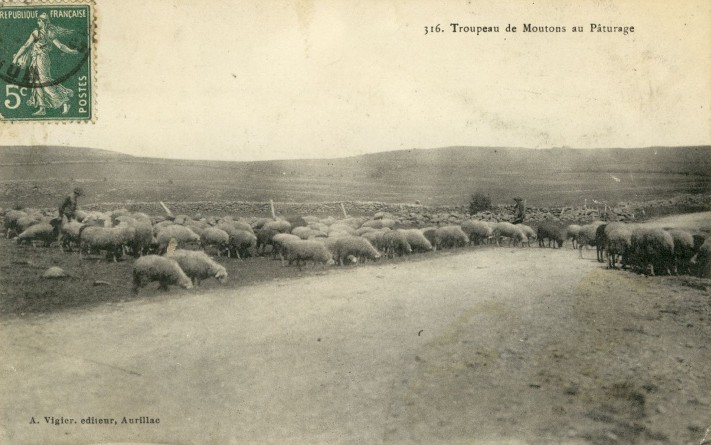 Moutons 2