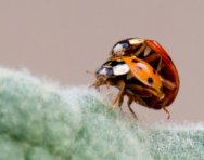 Il y a coccinelle et... coccinelle