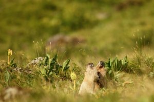 Marmottes au Puy Mary