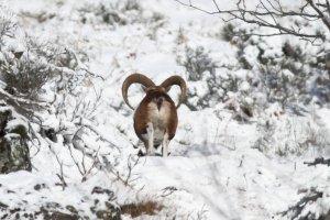 Mouflons dans la neige