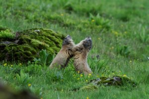 Marmottes et marmottons