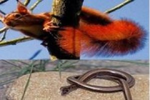 L’écureuil et l’orvet