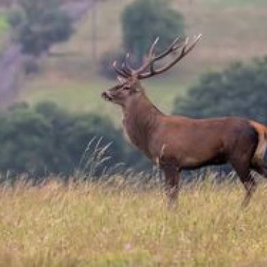 Auvergne Phot'Haut s'est relooké